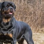 rottweiler-card-small