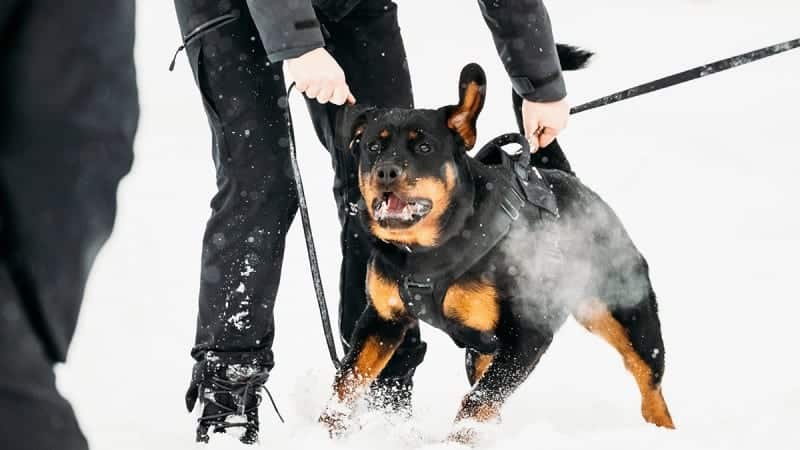 Rottweiler fight