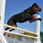 rottweiler training