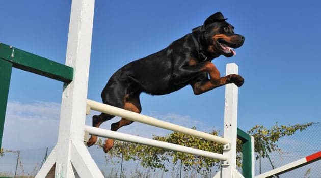 rottweiler training