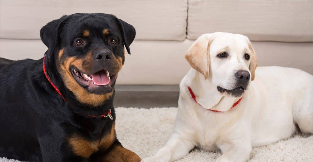 Labrador Rottweiler Puppy