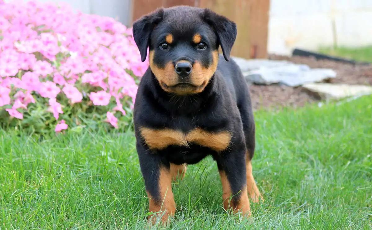 Rottweiler rescue