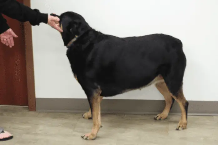 Obesity In Rottweilers