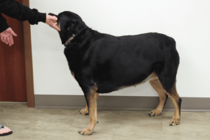 Obesity In Rottweilers Obesity In Rottweilers