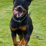 Rottweiler Recall
