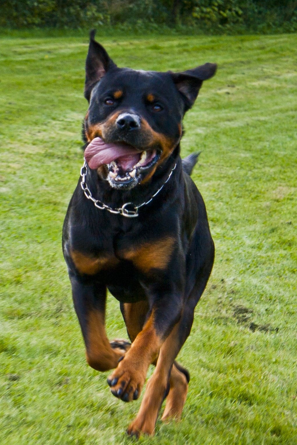 Rottweiler Recall