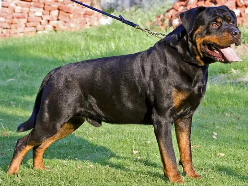 rottweiler dog price puppy