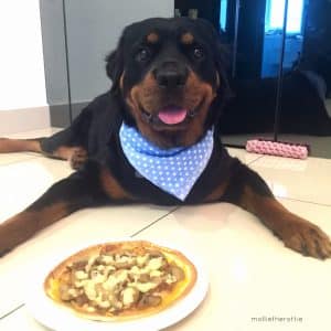 Rottweiler eating 