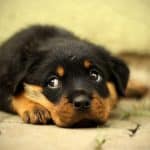 Rottweiler’s life