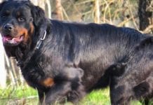 Rottweiler Attacks Are More Of A Problem Of The Owner Than The Dog