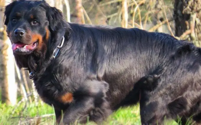 long-haired Rottweiler