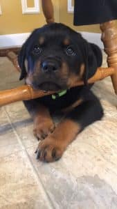 Rottweiler