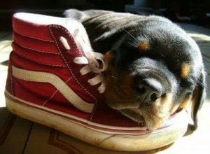 Why Do We All Love Rottweilers? 6 Rottweiler
