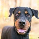 500_F_310931408_btLaKGzi3tqU9v4jzySyEi2LfNSzcNQ3