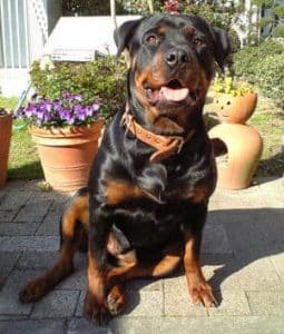 Why Do We All Love Rottweilers? 1 rottweilers