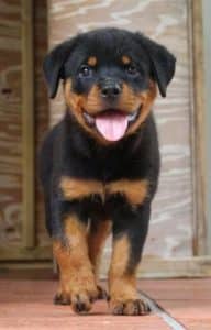 Therapy Rottweiler