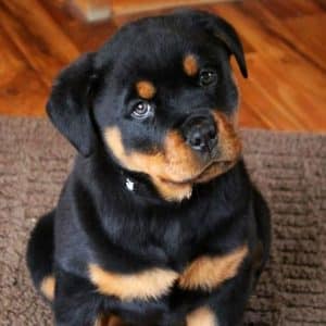6 Spontaneous Actions You Do That Hurt Your Rottweiler's feelings 1 Rottweiler