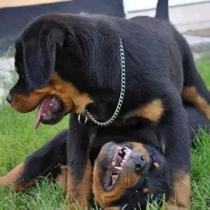 rottweilers playing