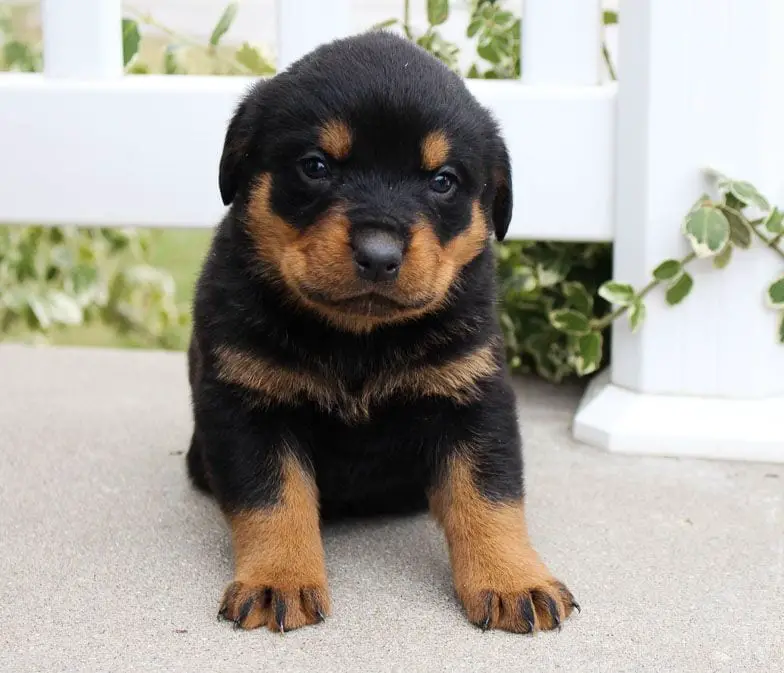 a puppy rottweiler