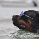 rottweiler swimming