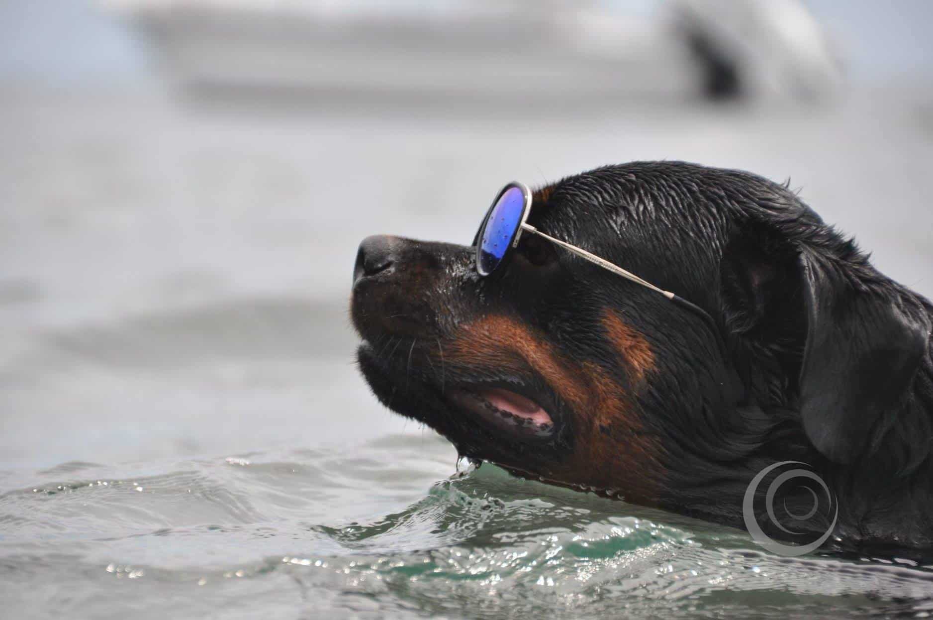 rottweiler swimming 