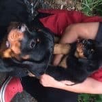 Rottweiler