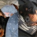 Women Sleep Better With a Rottweiler By Their Side
