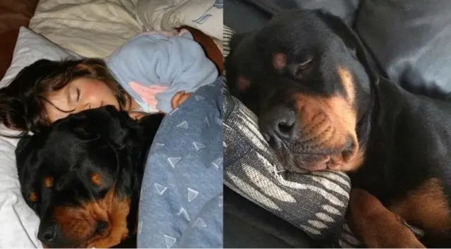 Women Sleep Better With a Rottweiler By Their Side