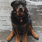 Rottweiler out