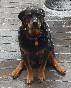 Rottweiler out 