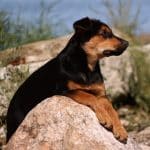German-Shepherd-Rottweiler-Mix-4