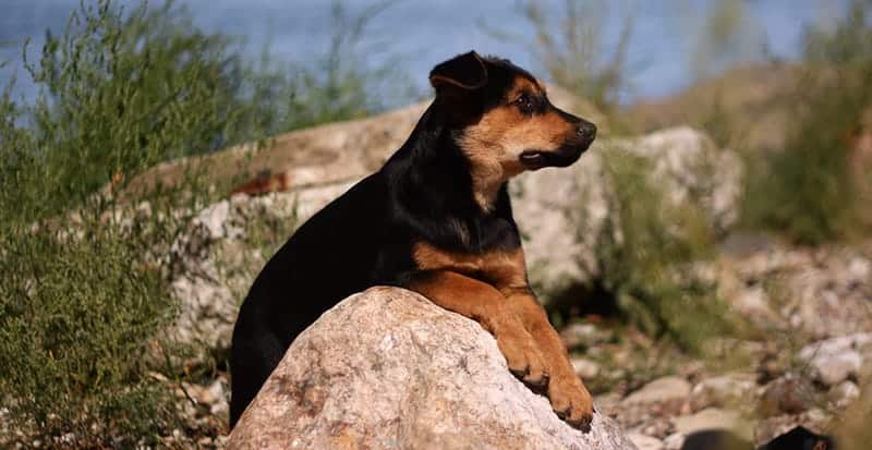 Rottweiler and Shepherd mix