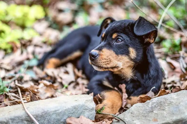 Rottweiler And Shepherd Mix