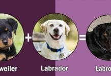 Cane Corso Or Rottweiler Which Is The Best Guard Dog