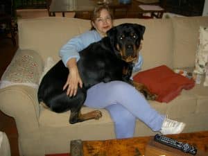 Why Do We All Love Rottweilers? 3 rottweilers
