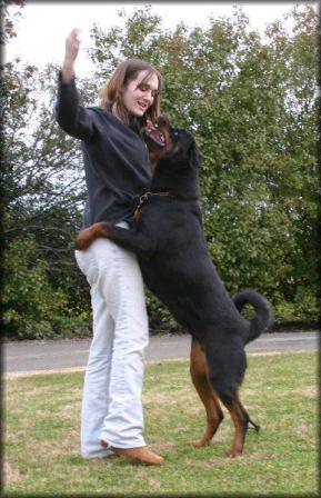 We Feel Empathy For Rottweilers Than Humans 1 rottweilers