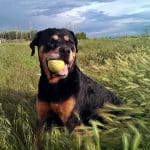 Rottweiler  Fetch