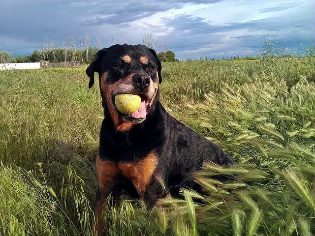 Here are 9 Smart Tricks to tire out your Rottweiler 2 Rottweiler Fetch