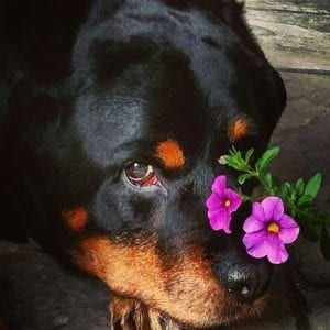 Rottweiler single owner