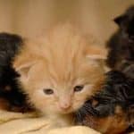 Rottweiler-Puppies-with-kitten1