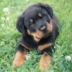 Rottweiler-puppy-on-the-grass.1
