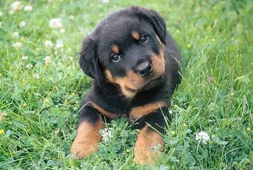 cute rottweilers