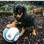 Rottweiler-puppy-playing-with-its-big-bald1