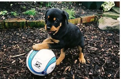 cute rottweilers