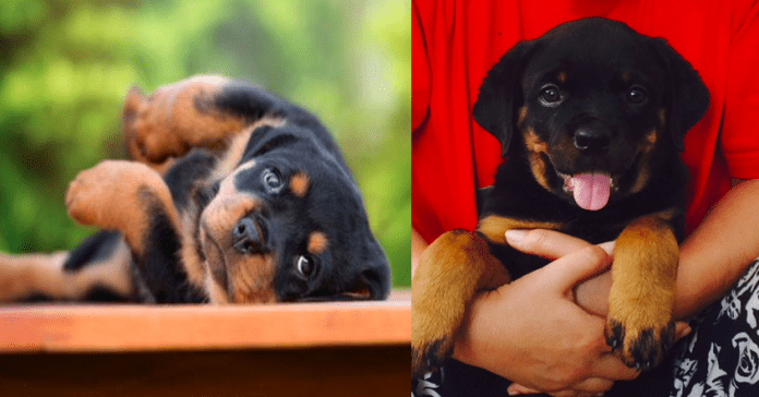 Rottweiler Rottweiler