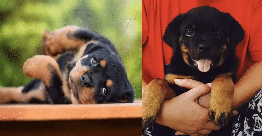 Rottweiler