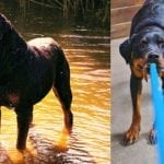 Tire out your Rottweiler
