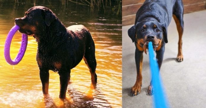 Tire out your Rottweiler Tire out your Rottweiler