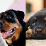 Rottweiler’s life