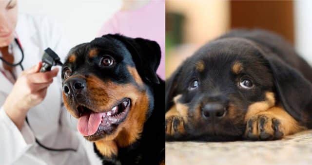 Rottweiler's life